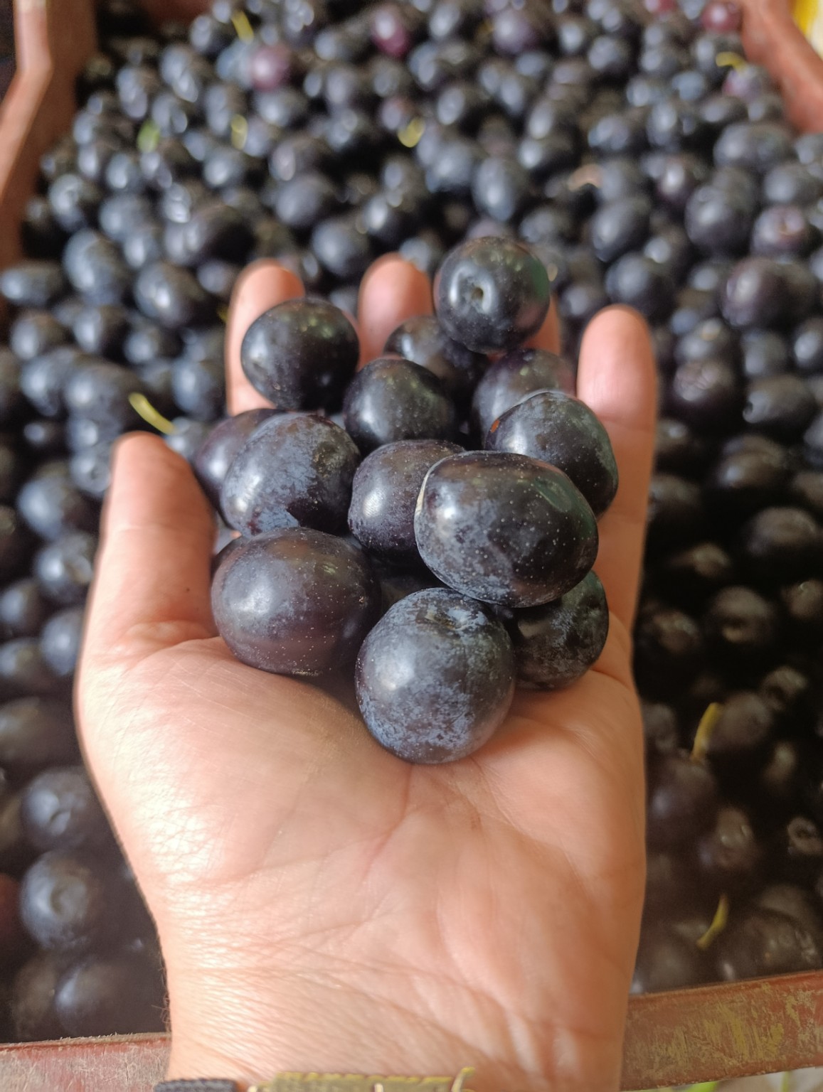 Siyah zeytin